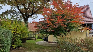 Un jardin avec une terrasse, un arbre aux feuilles d’automne et un bâtiment avec un toit recouvert de tuiles.