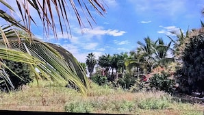 Eine tropische Landschaft mit Palmen und dichtem Grün.