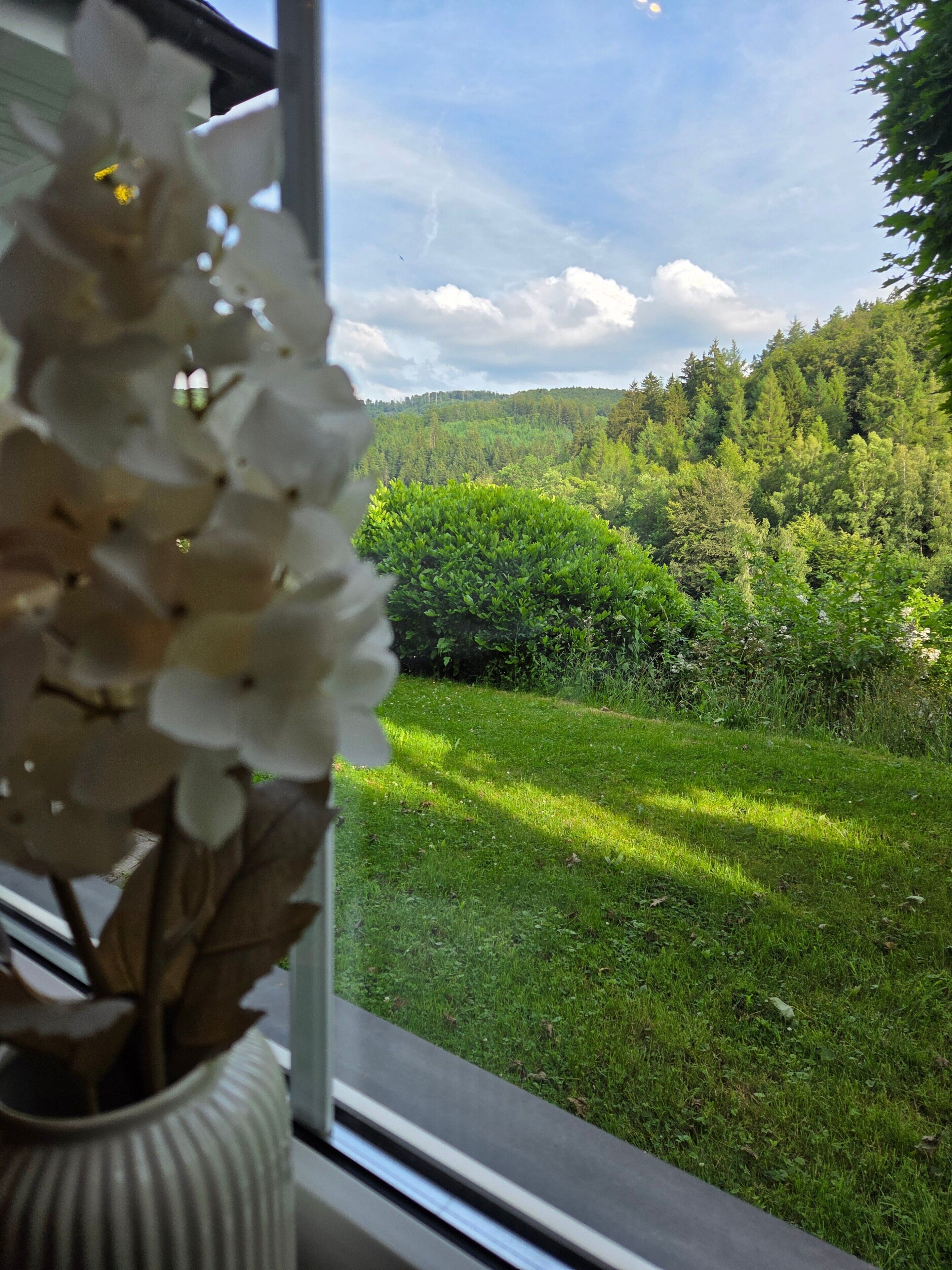 Blick aus dem Fenster auf eine Wiese mit Bäumen und blauem Himmel.