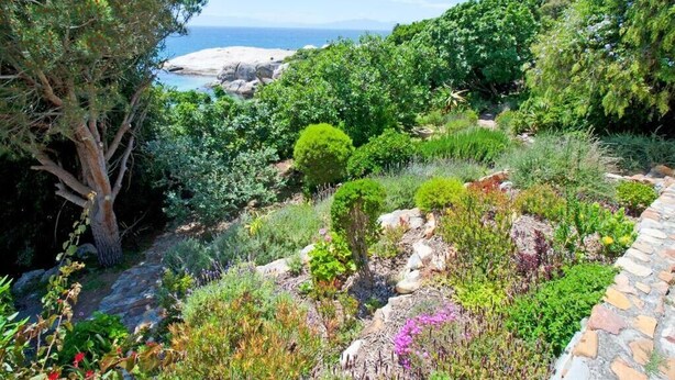A garden with various plants and a stone pathway. - Stunning Boulders Beach house  (Simons Town, Cape Town)