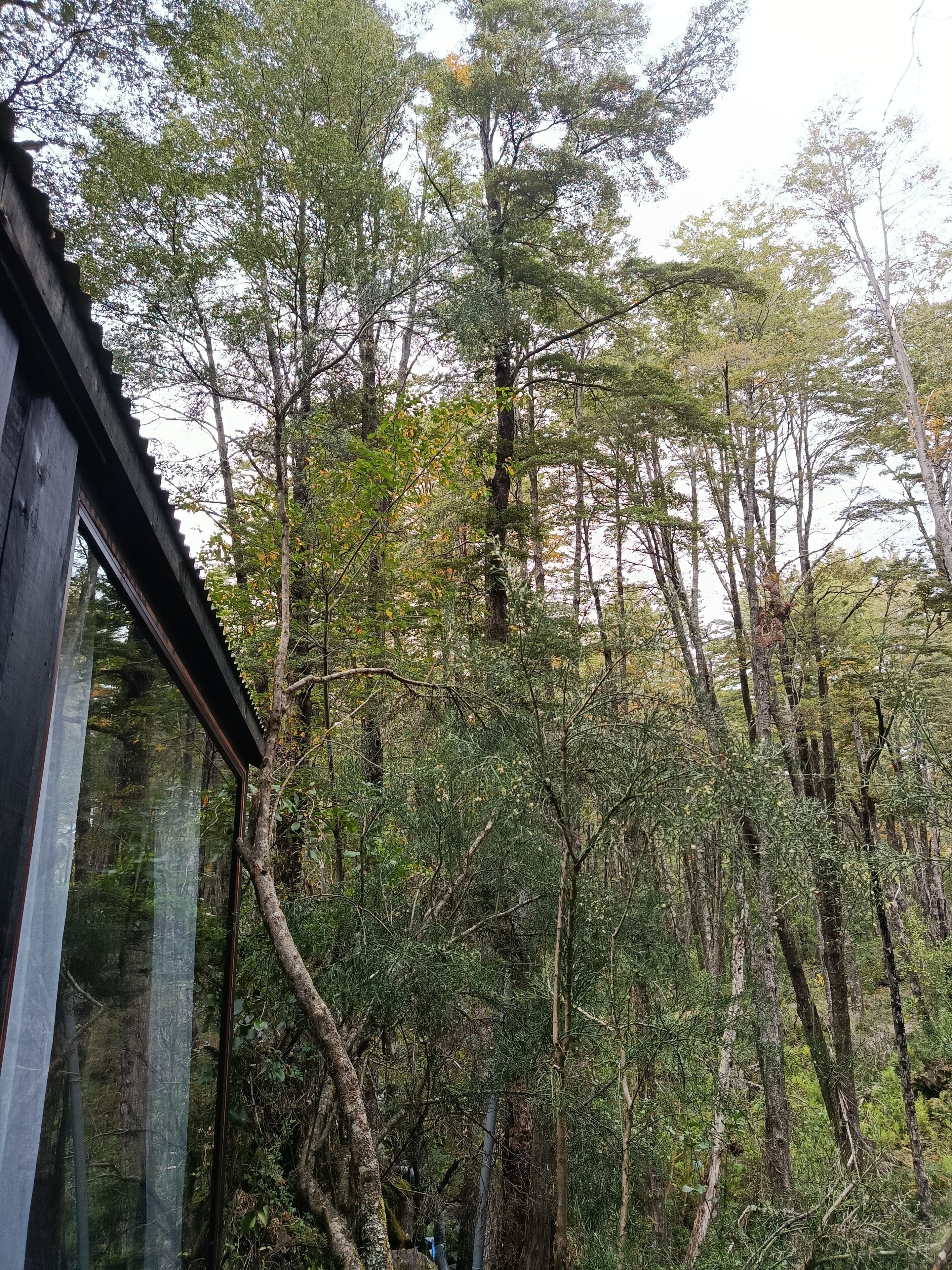 A forested area with a building featuring large windows.