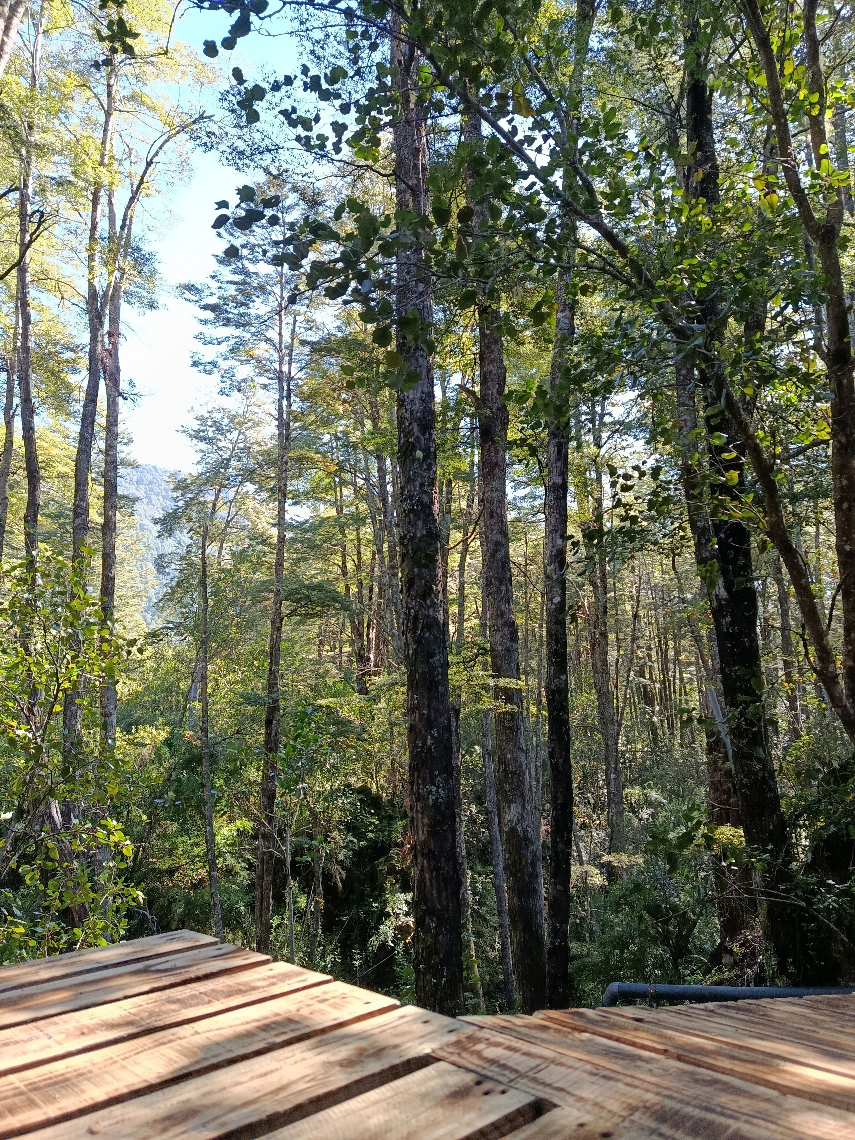 Ein bewaldetes Gebiet mit einer Holzterrasse.