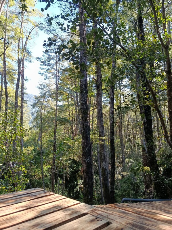 Ein bewaldetes Gebiet mit einer Holzterrasse.