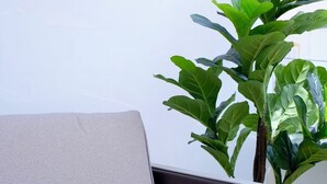 Een grijze beklede stoel met donker frame, geplaatst naast een grote kamerplant met brede groene bladeren.