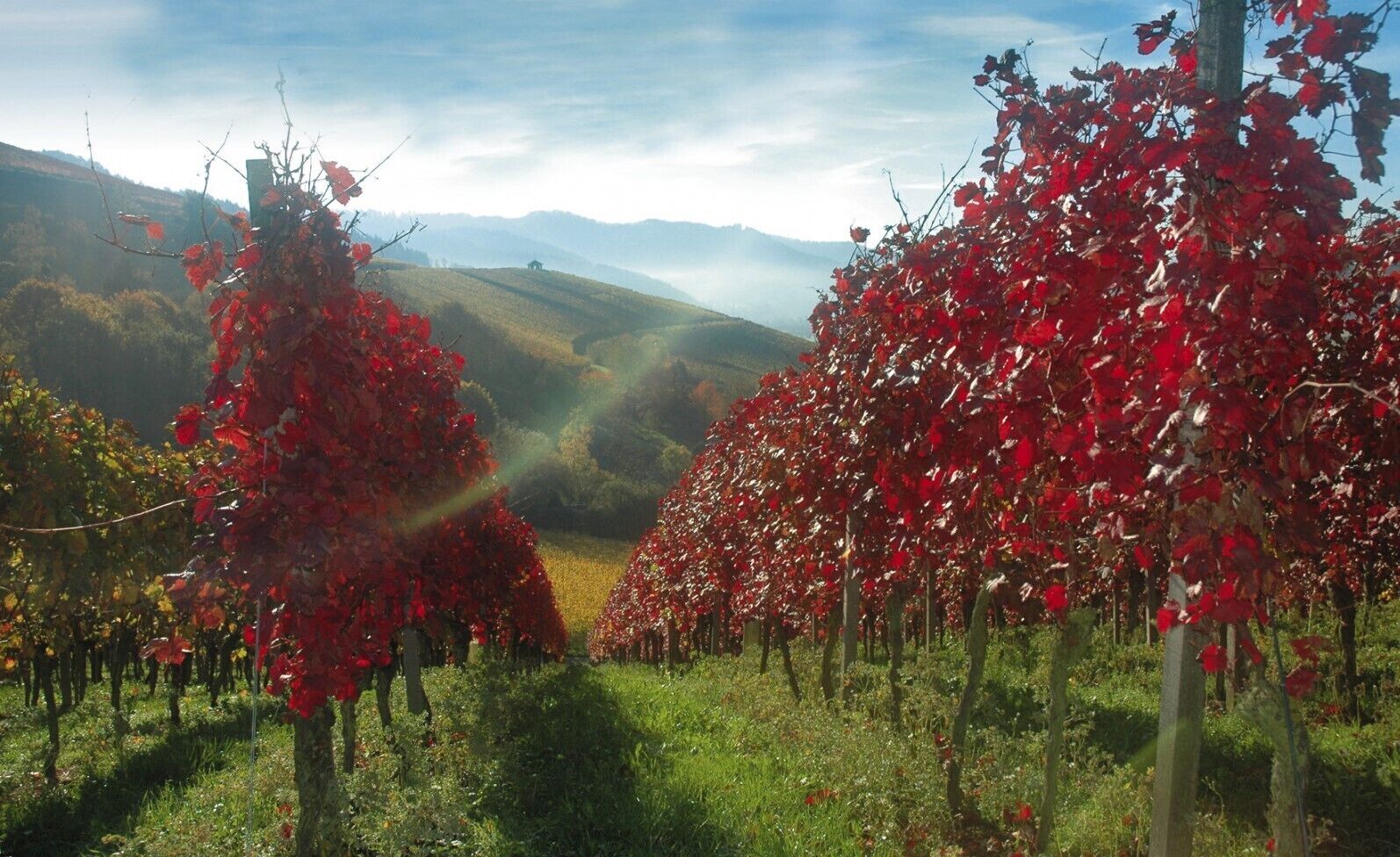 Ein Weinberg mit Rebenreihen und einer hügeligen Landschaft im Hintergrund.