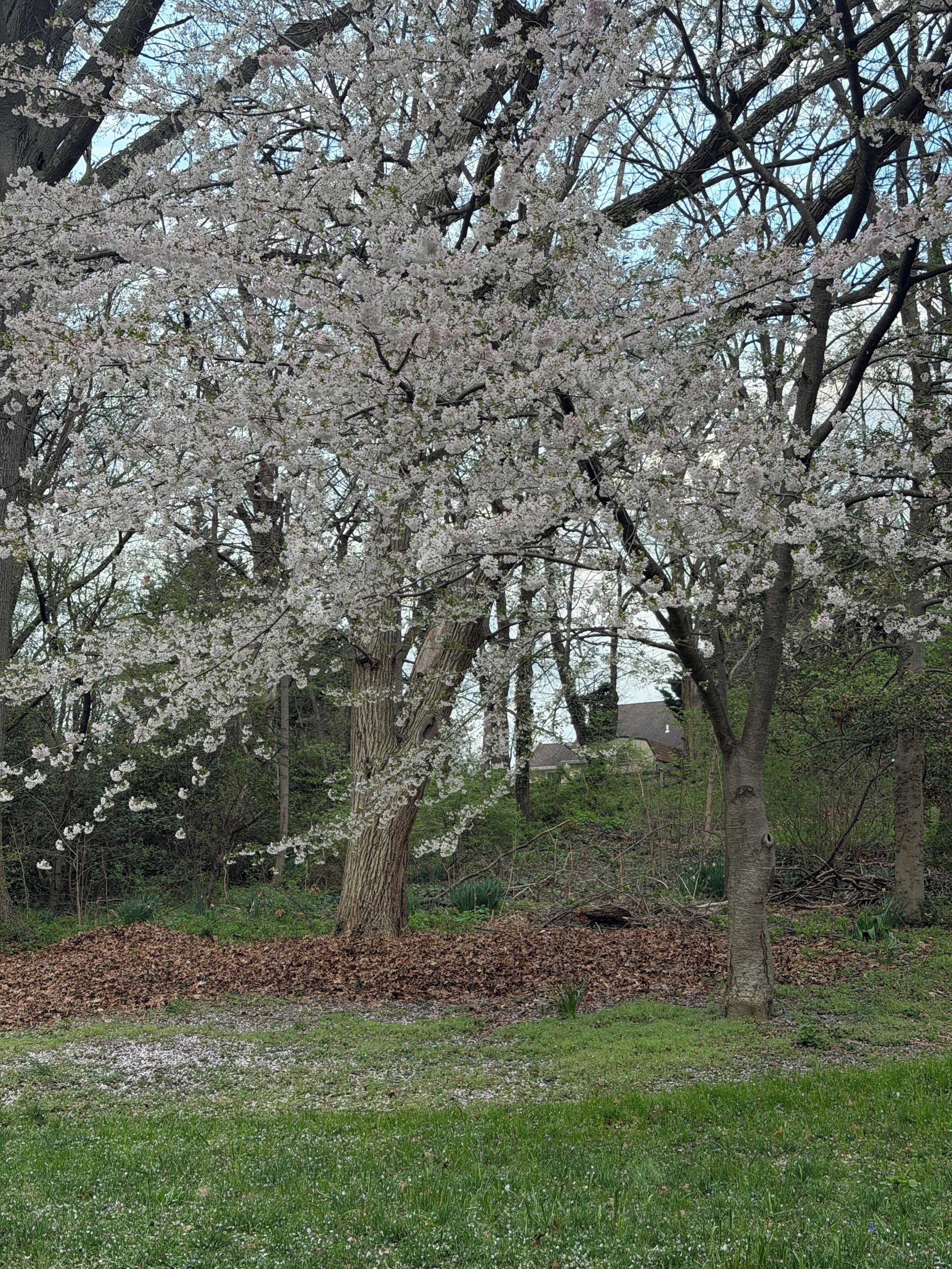 A tree with white blossoms in a park setting.