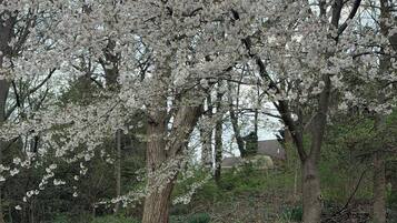 A tree with white blossoms in a park setting.