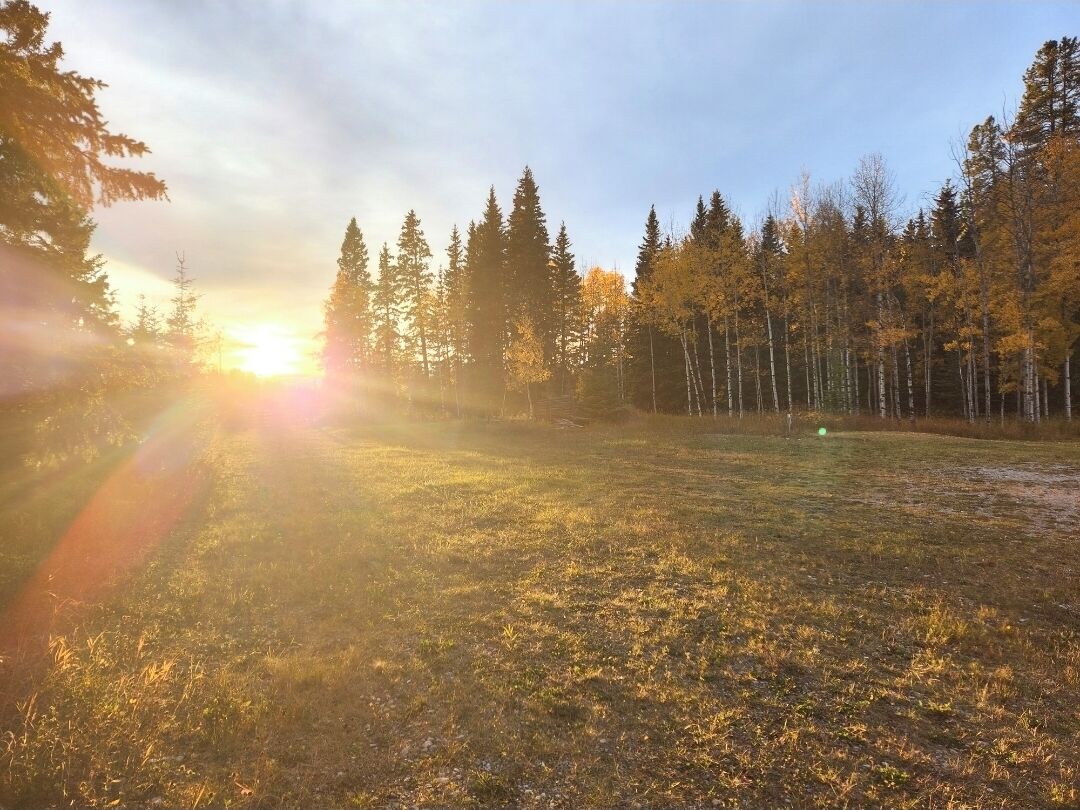 A forested landscape with a sunlit clearing.