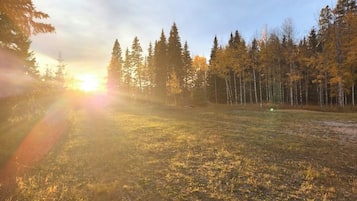 A forested landscape with a sunlit clearing.