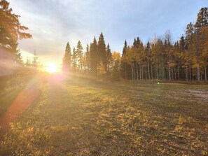 Ett skogslandskap med en solbelyst glänta.