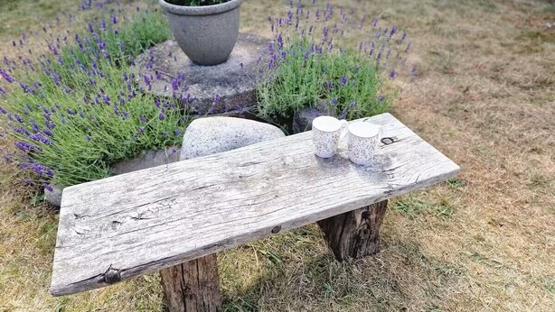 En rustik træbænk med to kopper, omgivet af lavendelplanter og en potteplante med røde blomster.