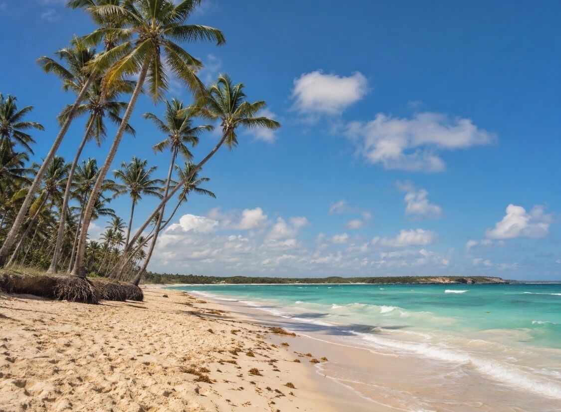 A beach with palm trees and a clear sky.