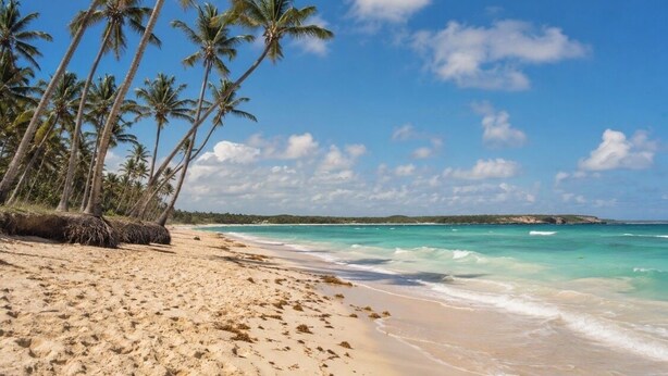 A beach with palm trees and a clear sky. - Luxury 2BR Penthouse /Rooftop Jacuzzi/ Pool/Near Beach (Punta Cana)