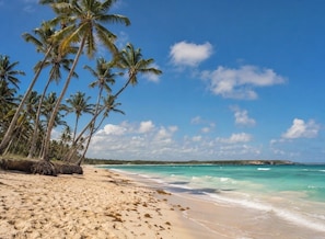 Ein Strand mit Palmen und blauem Himmel.
