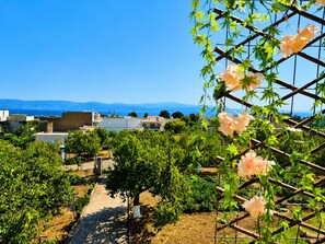 A vineyard with a clear view of the sea and mountains in the background.