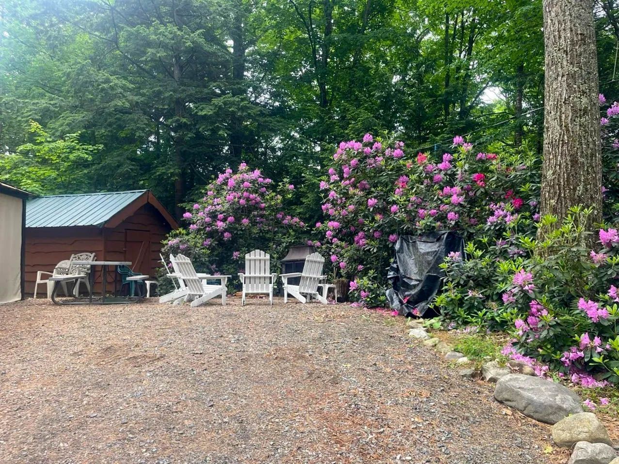 A gravel patio with Adirondack chairs, a wooden cabin, and a bush of pink flowers.