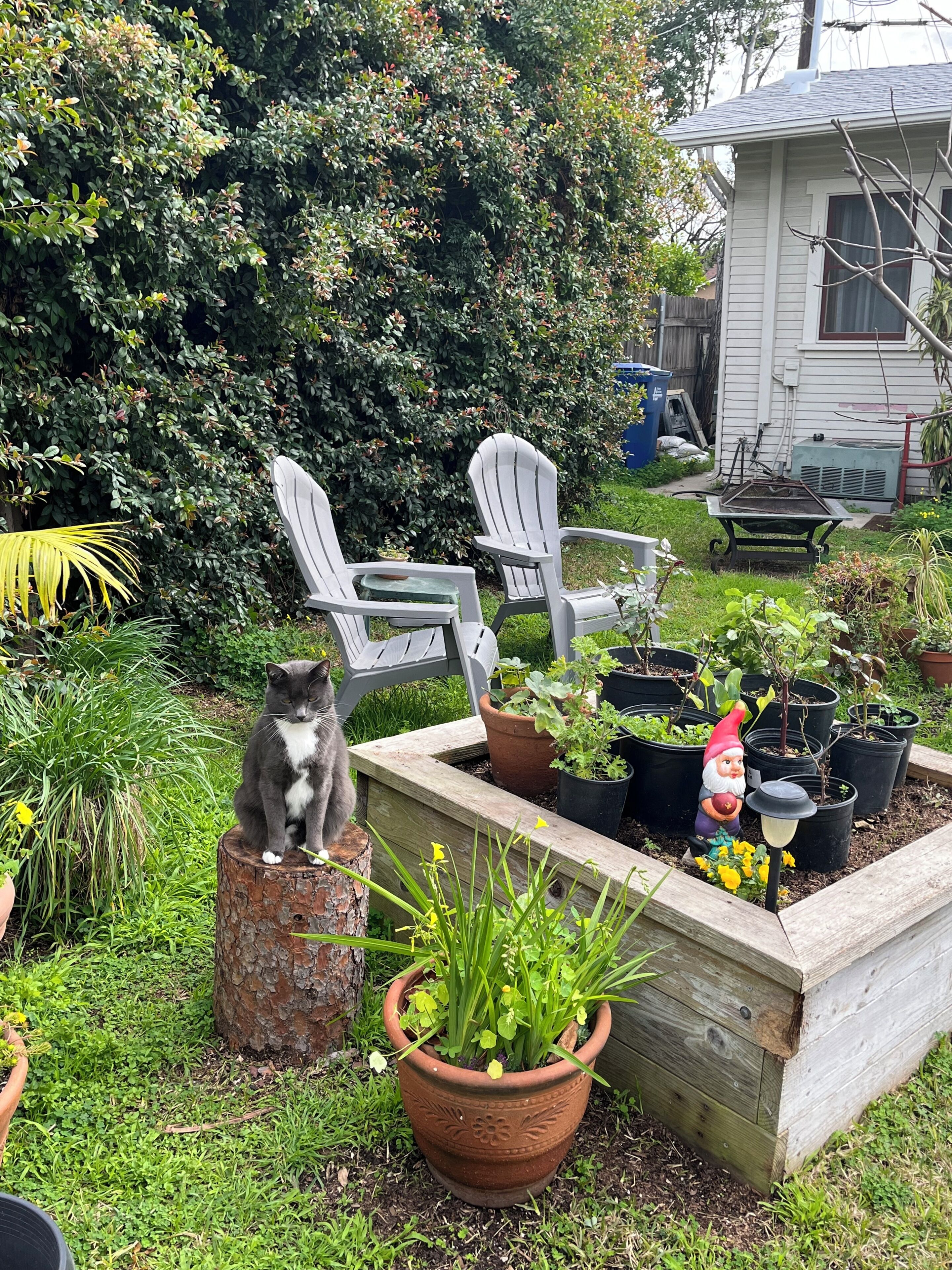 Um jardim com um floreiro de madeira, duas cadeiras brancas e um gato.