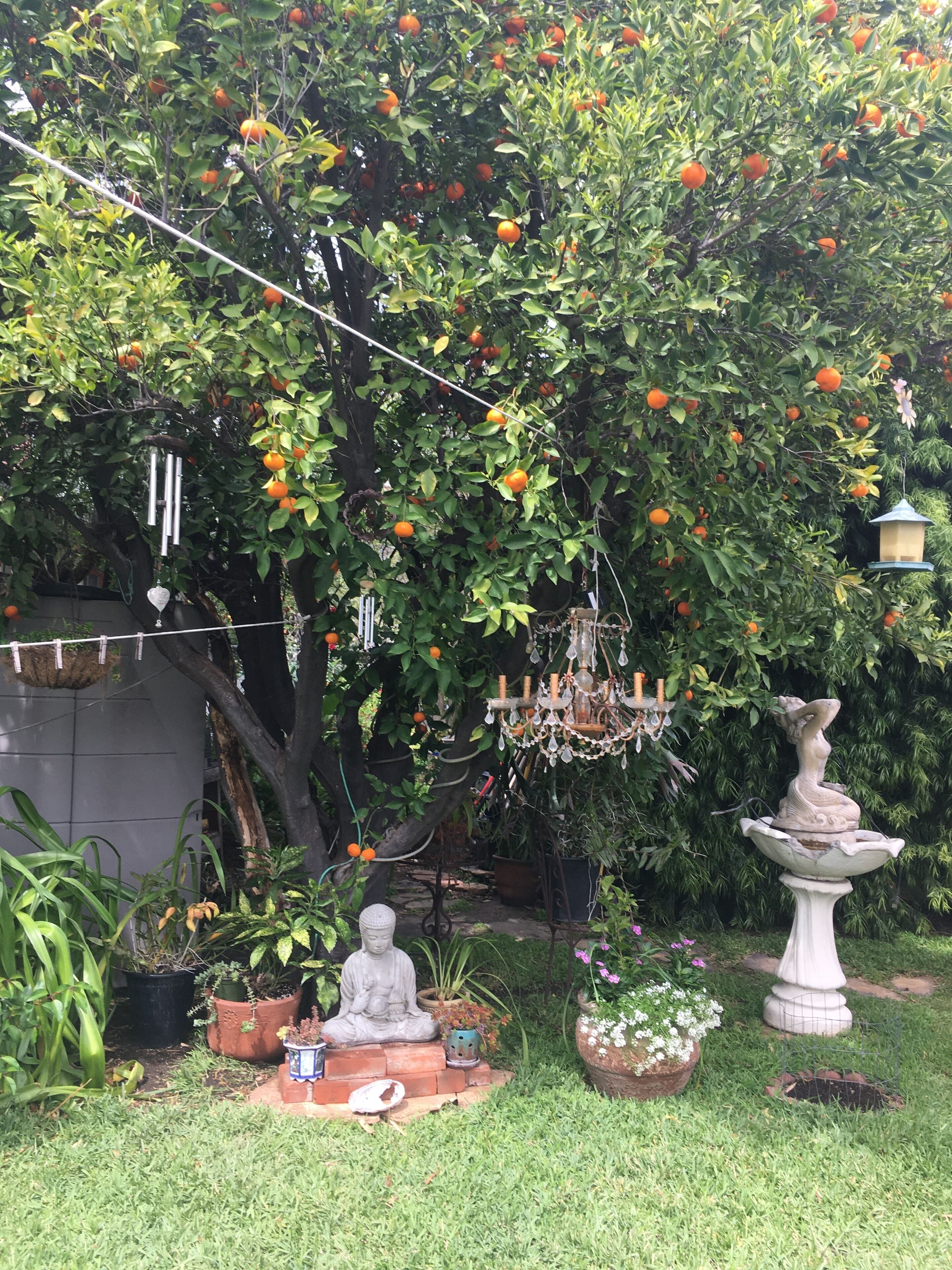 Un jardin avec un arbre fruitier, une statue et un abreuvoir à oiseaux.