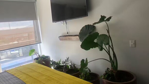 A bedroom with a bed, a TV mounted on the wall, and several potted plants. - Departamento de Lujo Exclusivo, Vista y Literas. (tlajomulco de zuñiga)