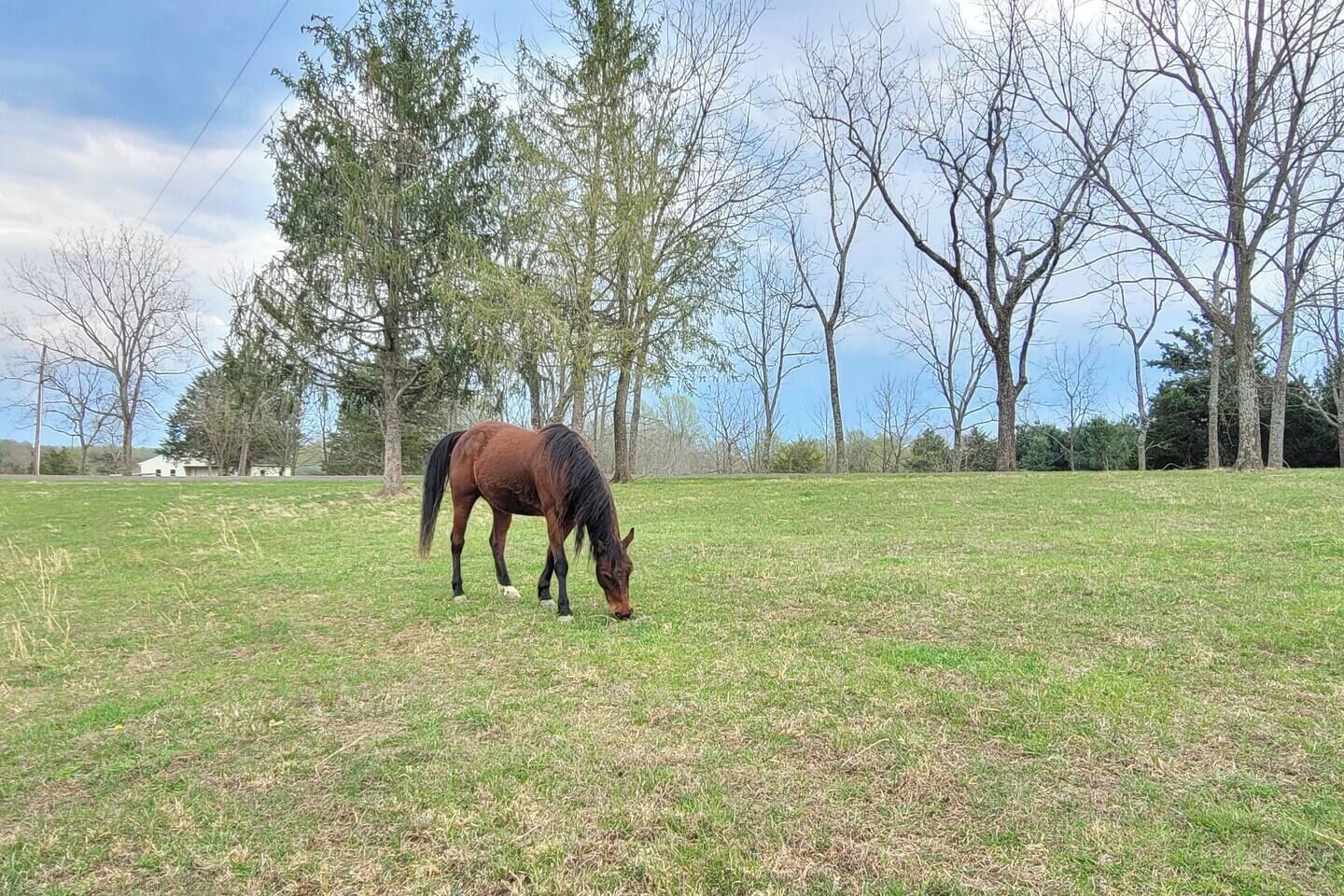 Un caballo pastando en un campo con árboles al fondo.