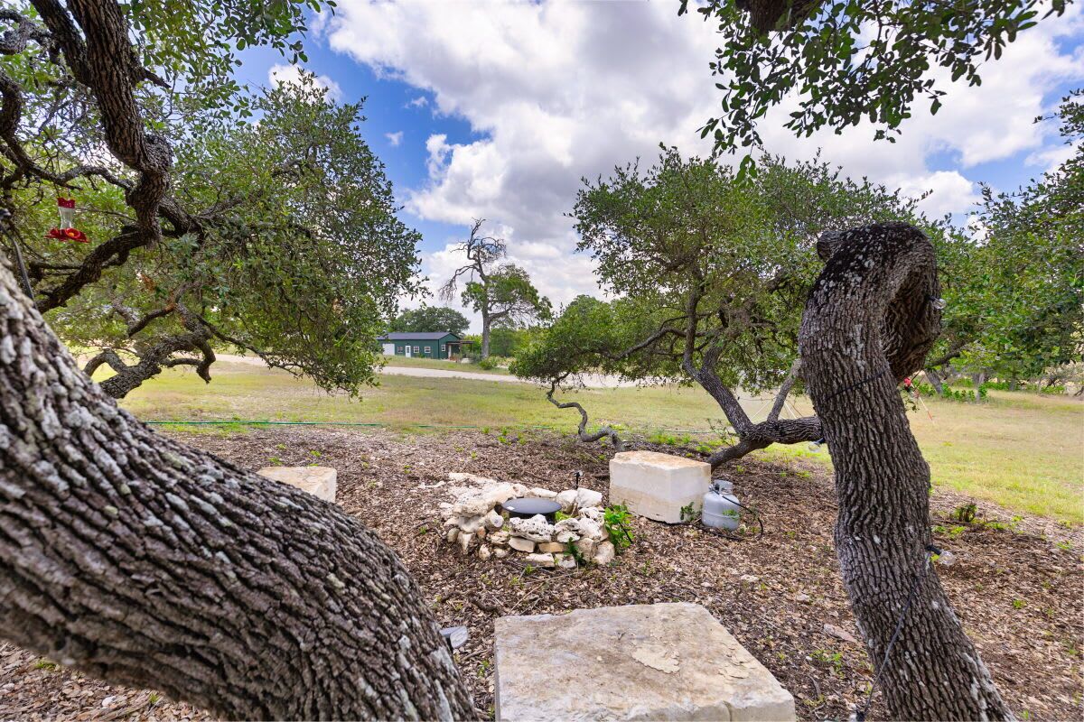 A tree with a unique trunk structure, a stone fire pit, and a distant building.