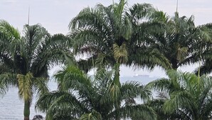 Een strand met palmbomen en uitzicht op de oceaan.