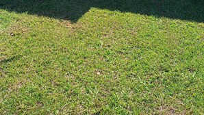 A residential area with a blue-tiled entrance, a small grassy yard, and a dog.