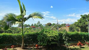 A fenced garden with various plants and a palm tree.