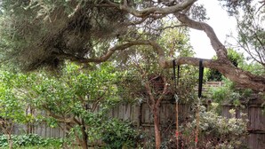 Ein Garten mit einem großen Baum, einer Schaukel und einem Holzzaun.