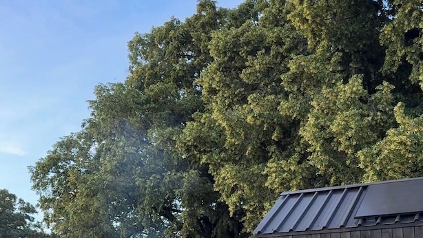 A person relaxing on a chair near a barbecue grill in a grassy area with a wooden shed and a large tree in the background. - Literally do Nothing but Relax & Unwind (Worcester)