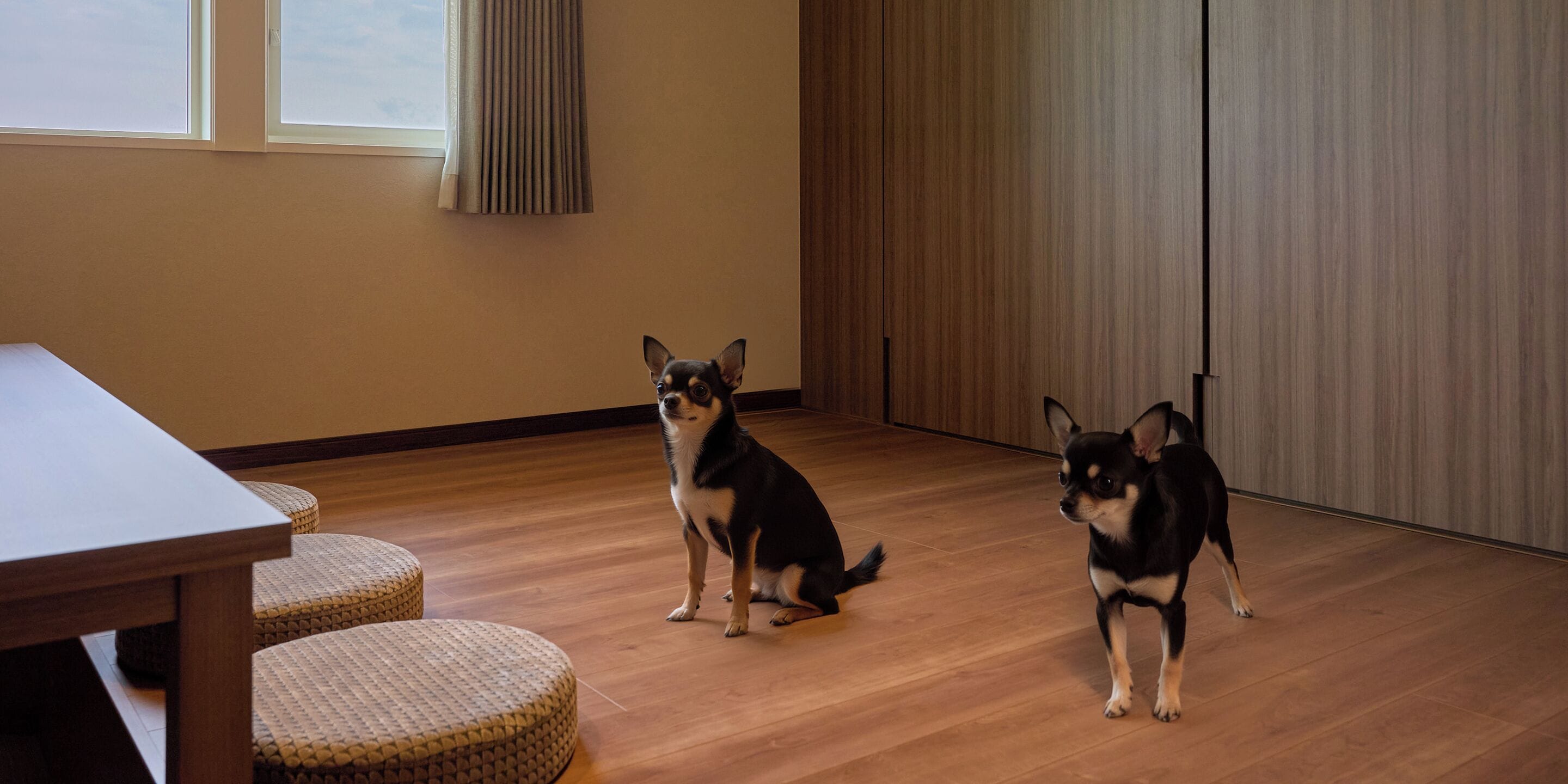 Een kamer met een houten vloer, een tafel en twee honden.