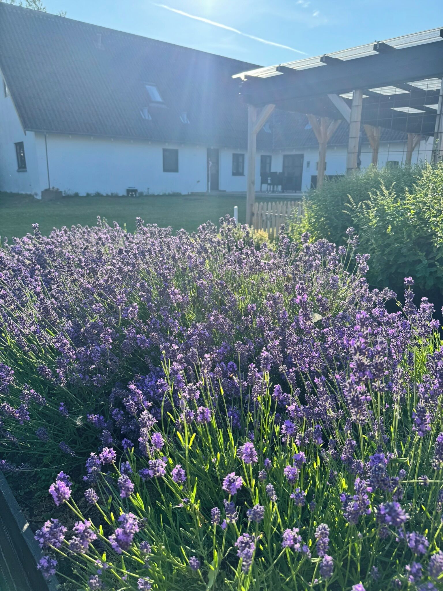 Een tuin met lavendel voor een gebouw met schuine daklijn en een houten terras.