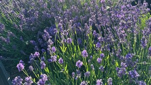 En have med lavendel foran en bygning med saddeltag og en træterrasse.