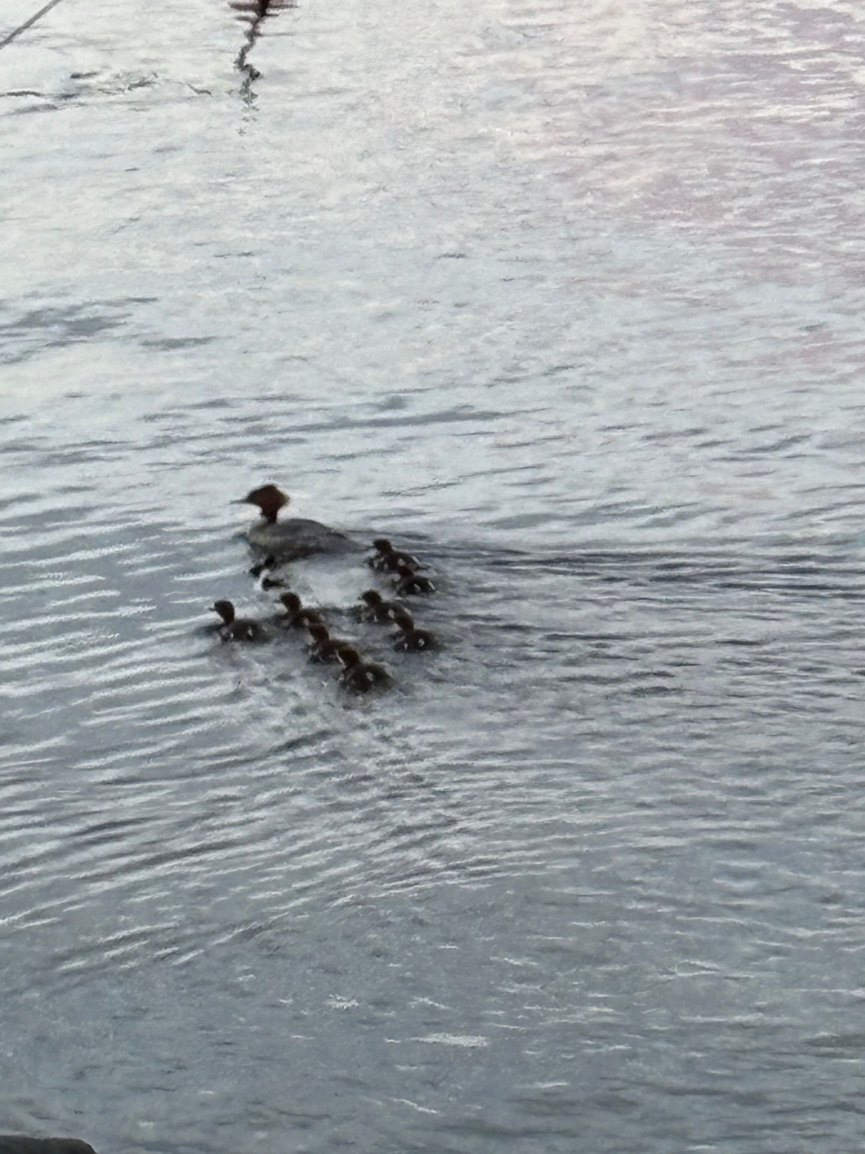 A group of ducks swimming in a body of water.