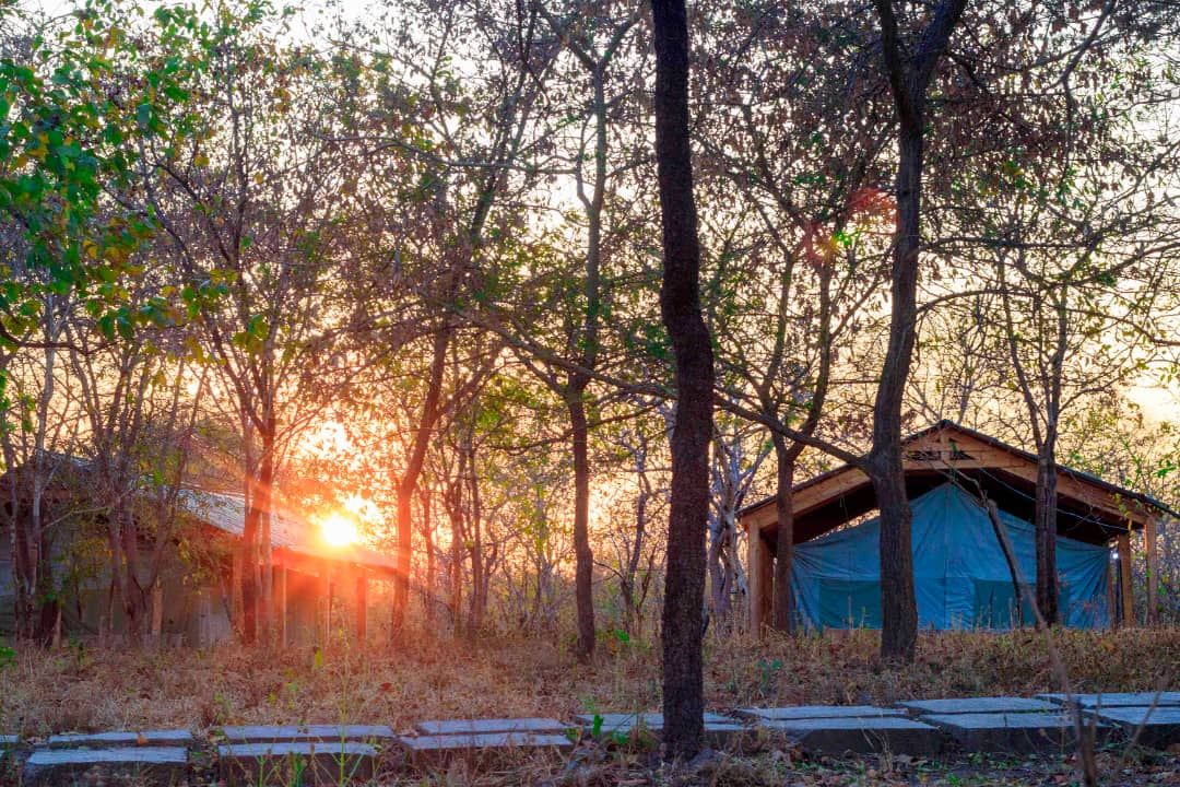 A rustic wooden structure with a blue tarp roof, surrounded by trees and dry grass.