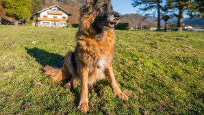 Ein Hund sitzt auf der Wiese, im Hintergrund ein Haus und Berge.