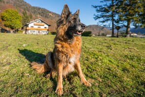 A dog sitting on grass with a house and mountains in the background. - Room "Zimmer 2 Schulerhof" with Mountain View and Wi-Fi (Oberau)