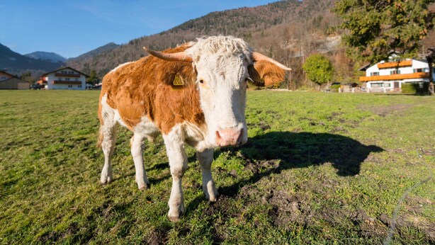 Eine Kuh auf einer Wiese, im Hintergrund Berge.