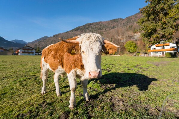 A cow in a grassy field with mountains in the background. - Room "Zimmer 2 Schulerhof" with Mountain View and Wi-Fi (Oberau)