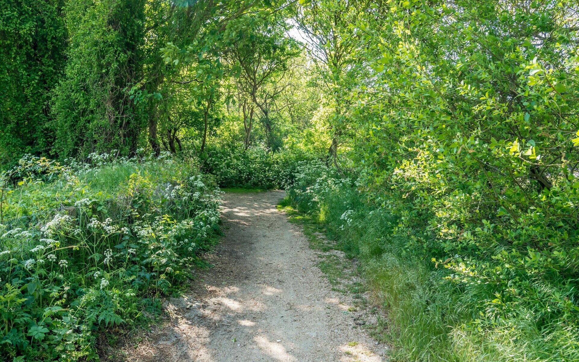 A gravel path surrounded by dense greenery and trees.