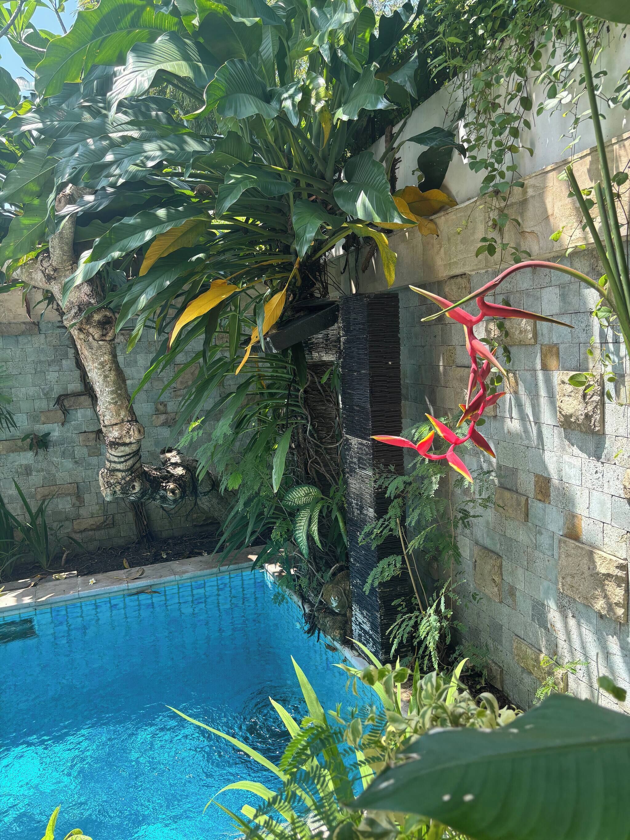 A pool surrounded by lush greenery and a stone wall.