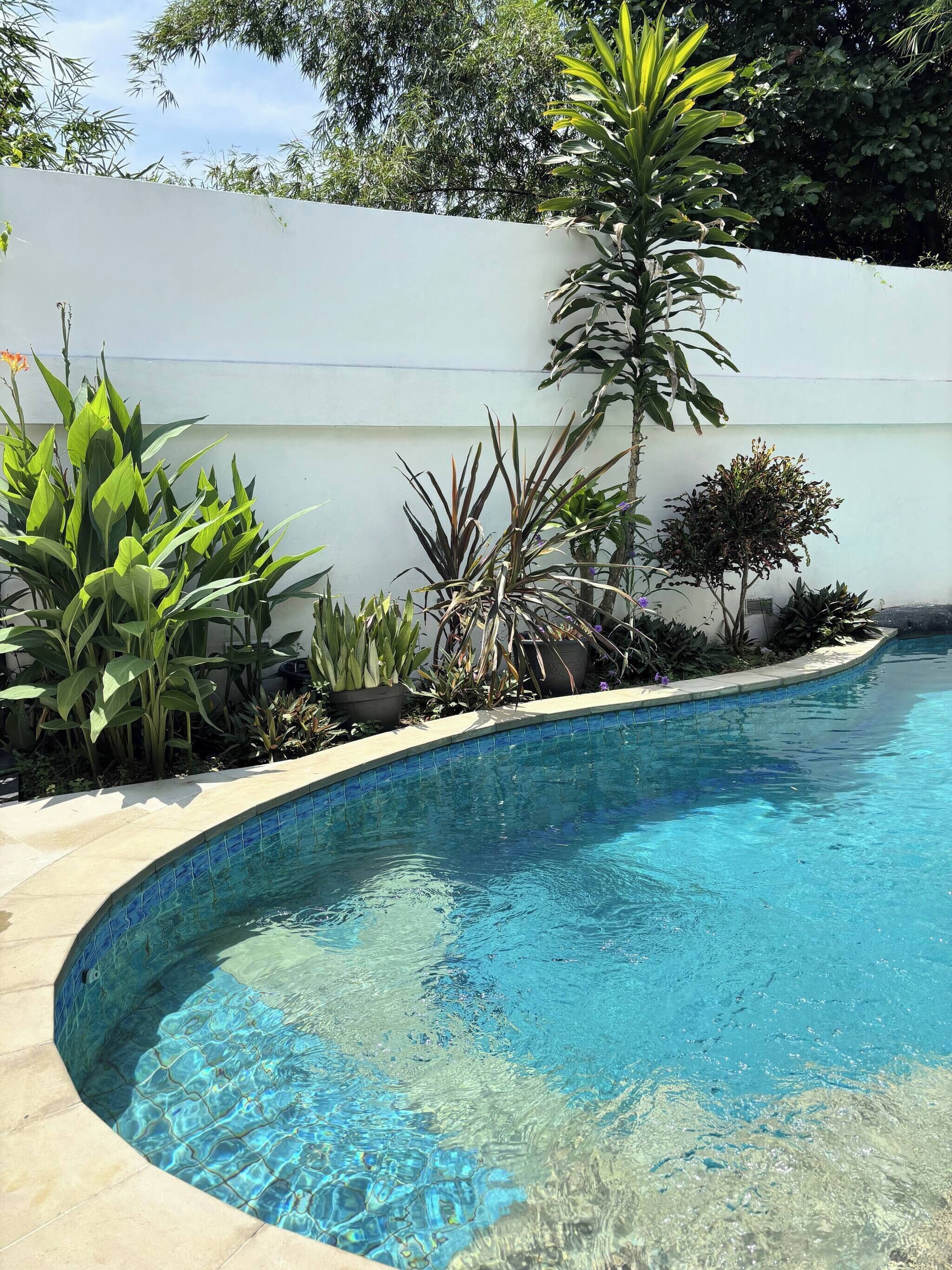 A swimming pool with clear blue water, surrounded by various plants and a white wall.