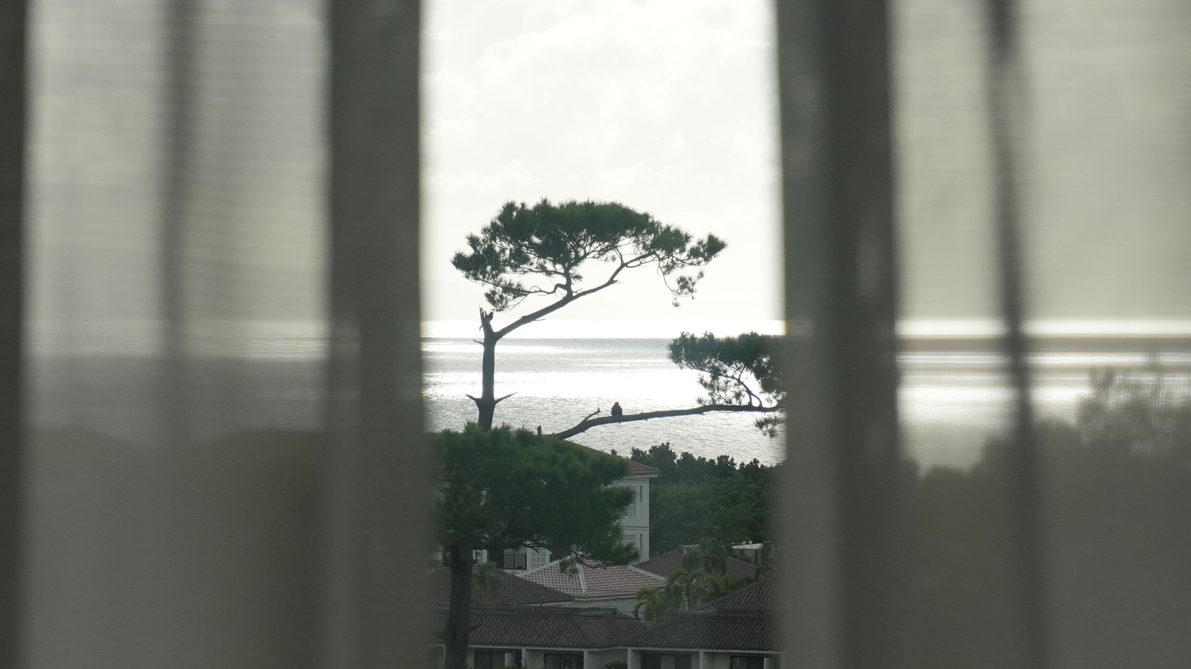 A view through window blinds of a coastal landscape with trees and a body of water.