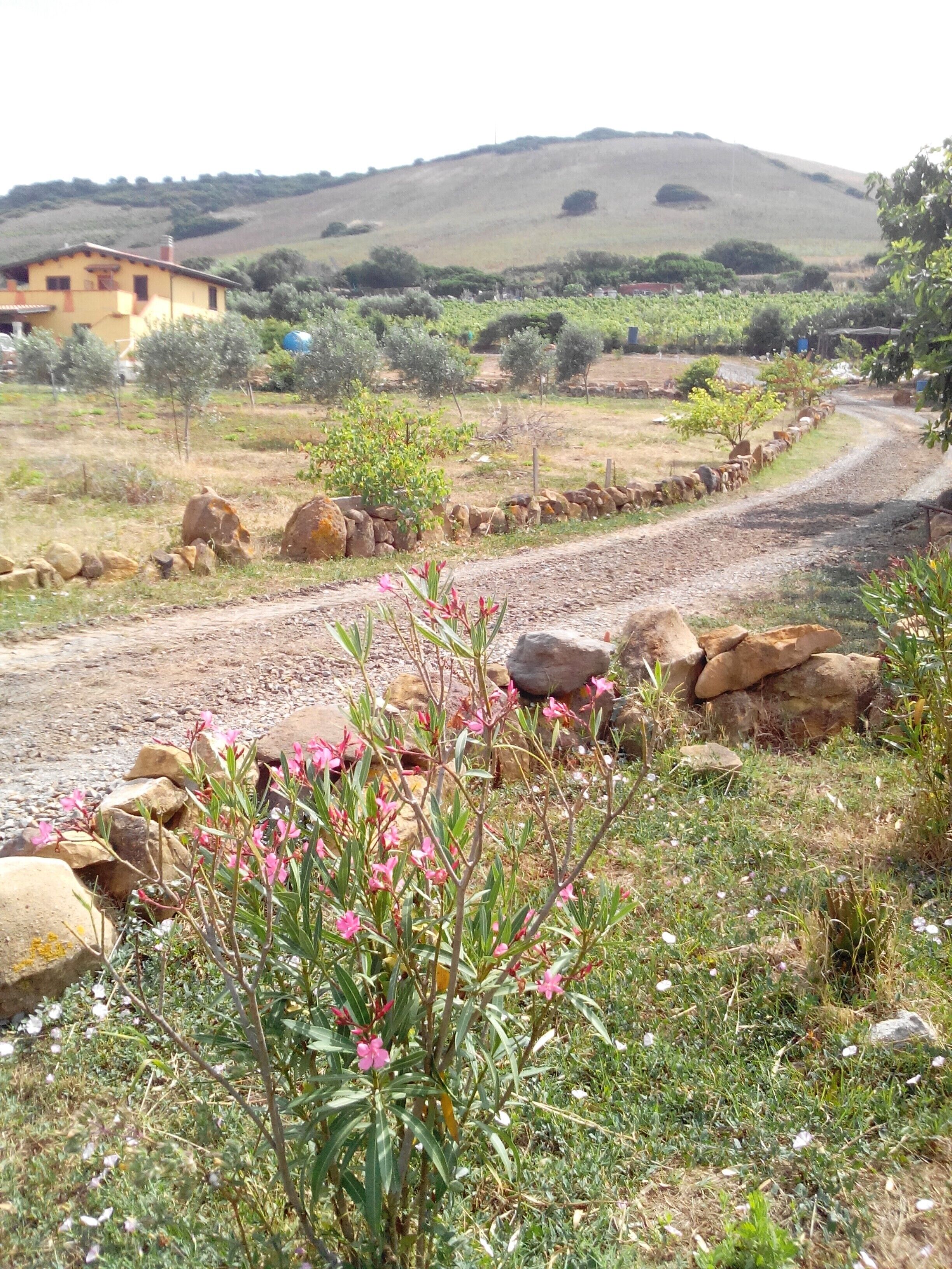 Paesaggio rurale con una strada sterrata, rocce sparse e vegetazione rada.