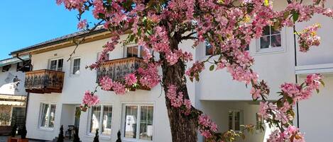 A building with a balcony and a tree with pink flowers in front.