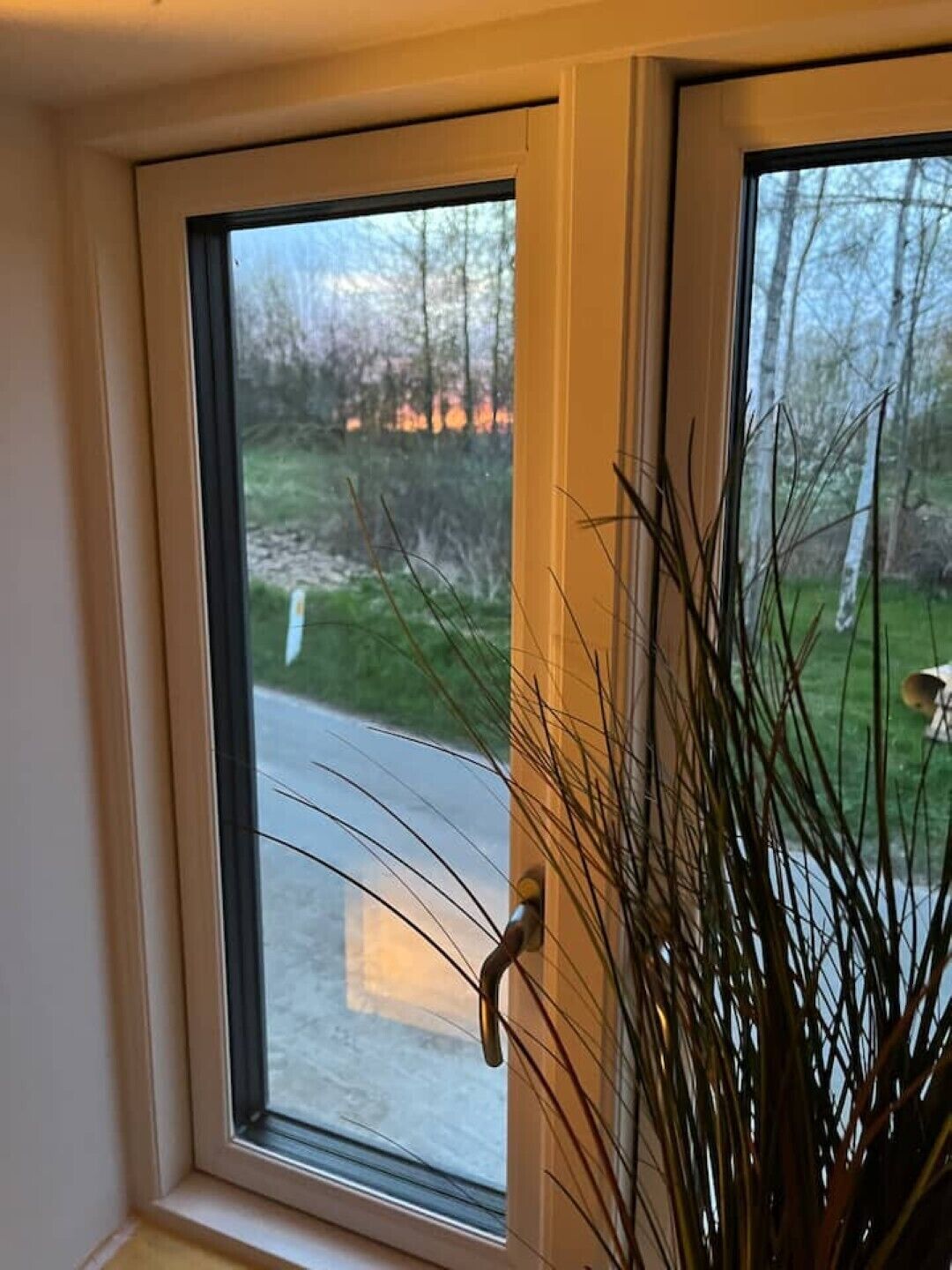 A window with a view of a road and trees, a door handle, and a plant in the foreground.