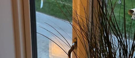 A window with a view of a road and trees, a door handle, and a plant in the foreground.