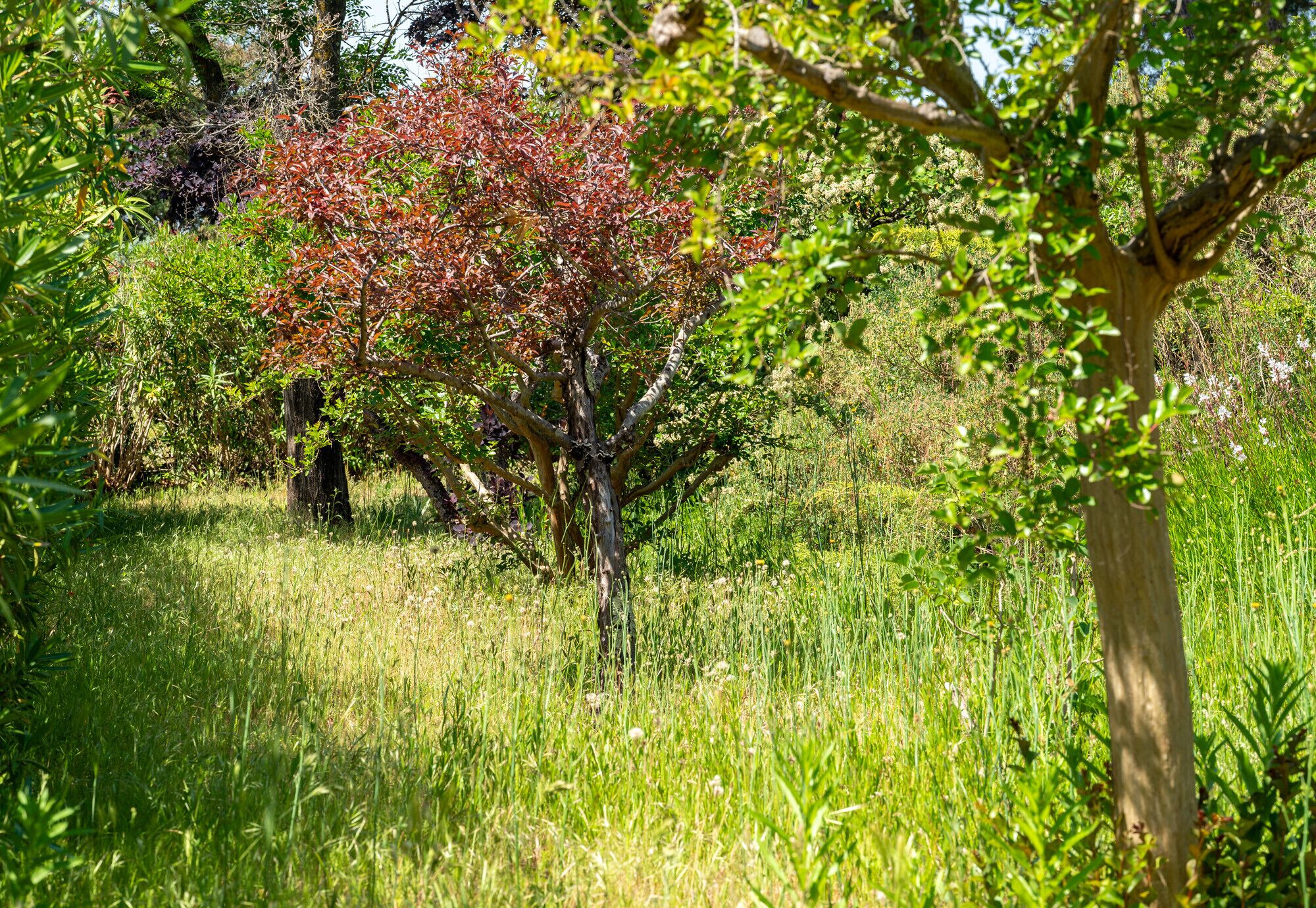 Eine natürliche Landschaft mit verschiedenen Bäumen und Gras.