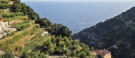 A coastal landscape with a winding road, buildings, and greenery.