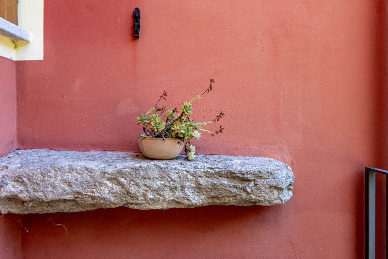 Una planta en maceta sobre un repisa de piedra frente a una pared roja.